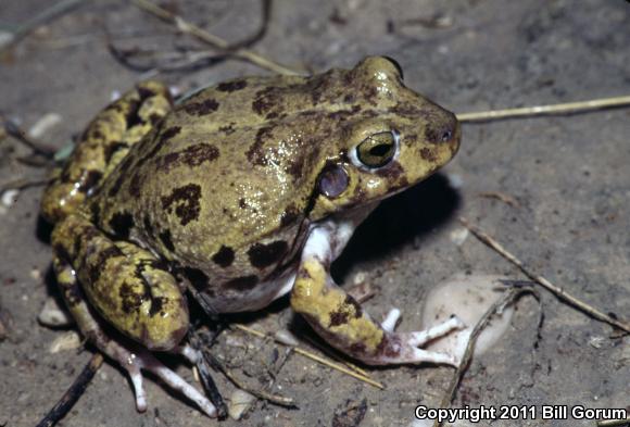 Balcone's Barking Frog (Craugastor augusti latrans)