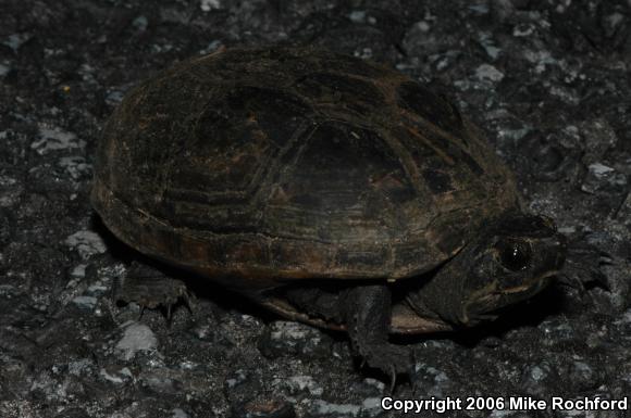 Florida Mud Turtle (Kinosternon subrubrum steindachneri)