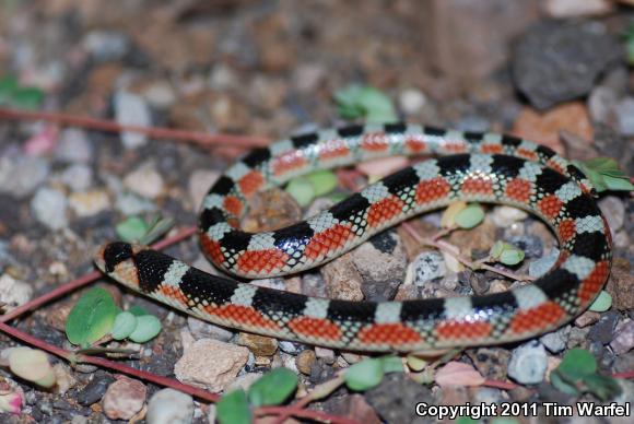 Thornscrub Hook-nosed Snake (Gyalopion quadrangulare)