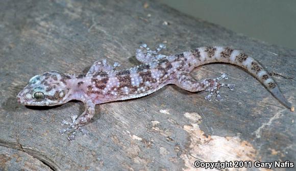 Xantus Leaf-toed Gecko (Phyllodactylus xanti)