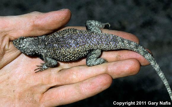 Hunsaker's Spiny Lizard (Sceloporus hunsakeri)