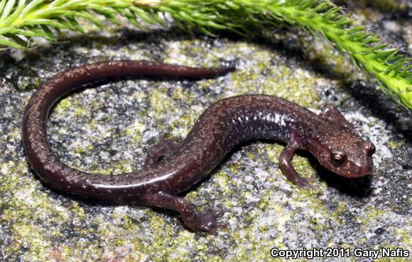 Cheat Mountain Salamander (Plethodon nettingi)