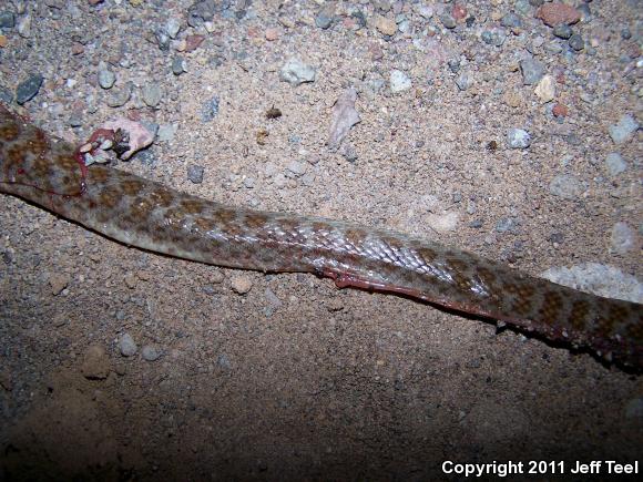 Baja California Night Snake (Eridiphas slevini)