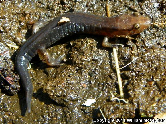 Carolina Mountain Dusky Salamander (Desmognathus carolinensis)