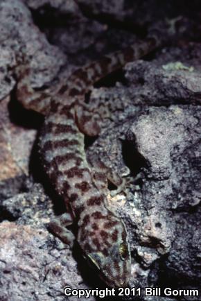 Sonoran Leaf-toed Gecko (Phyllodactylus homolepidurus homolepidurus)