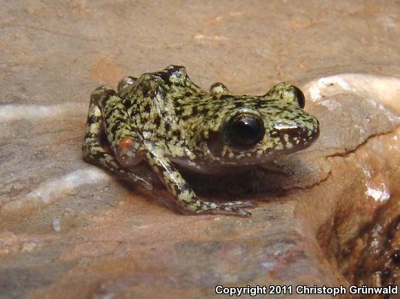 Bigear Chirping Frog (Eleutherodactylus verrucipes)