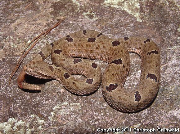 Durango Rock Rattlesnake (Crotalus lepidus maculosus)