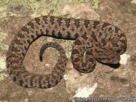 Long-tailed Rattlesnake (Crotalus stejnegeri)
