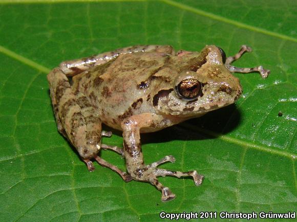 Adorned Robber Frog (Craugastor decoratus)