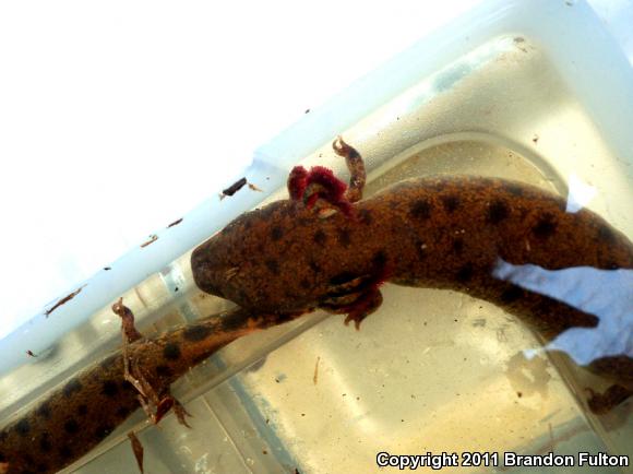 Neuse River Waterdog (Necturus lewisi)