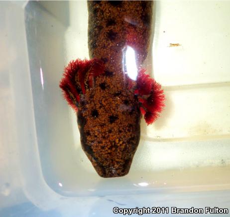 Neuse River Waterdog (Necturus lewisi)