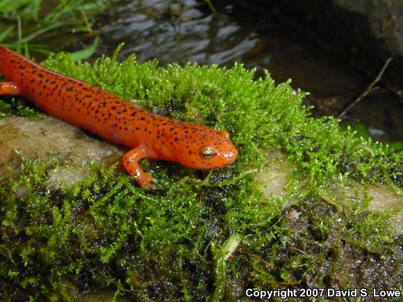 Blue Ridge Red Salamander (Pseudotriton ruber nitidus)