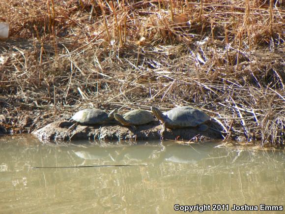 Big Bend Slider (Trachemys gaigeae gaigeae)