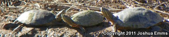 Big Bend Slider (Trachemys gaigeae gaigeae)