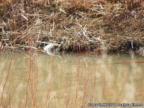 Big Bend Slider (Trachemys gaigeae gaigeae)