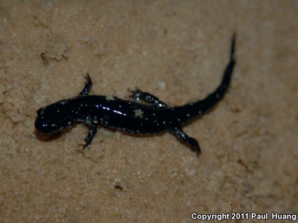 Ocmulgee Slimy Salamander (Plethodon ocmulgee)