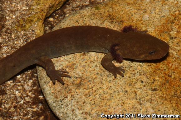 Idaho Giant Salamander (Dicamptodon aterrimus)