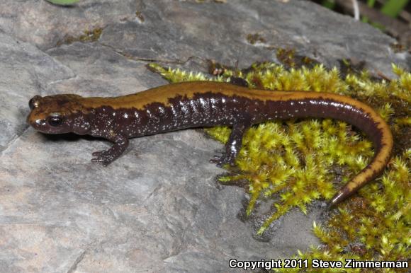 Coeur D'Alene Salamander (Plethodon idahoensis)