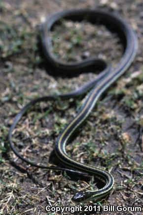 Arid Land Ribbonsnake (Thamnophis proximus diabolicus)