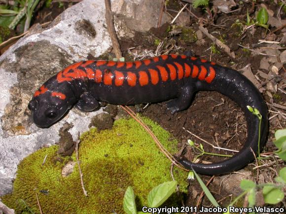 Bell's Salamander (Pseudoeurycea belli)