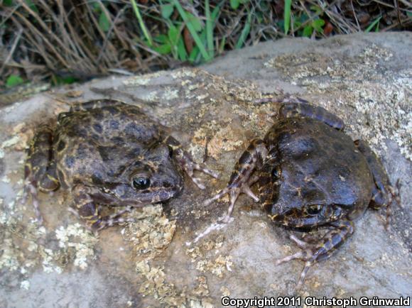 Common Barking Frog (Craugastor augusti augusti)