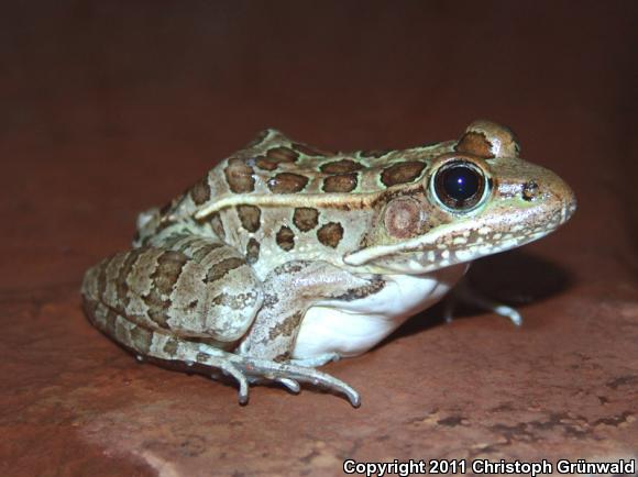 Montezuma Leopard Frog (Lithobates montezumae)