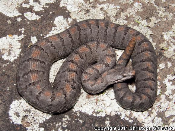 Tancítaro Rattlesnake (Crotalus tancitaiensis)