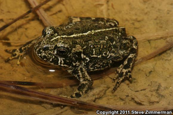 Black Toad (Anaxyrus exsul)