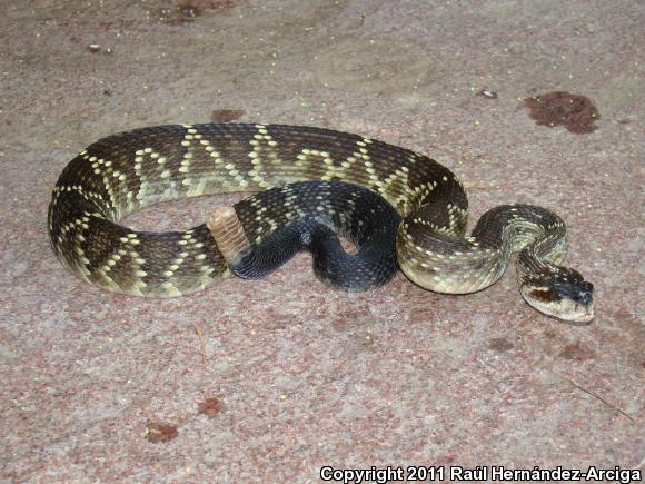 Mexican Black-tailed Rattlesnake (Crotalus molossus nigrescens)