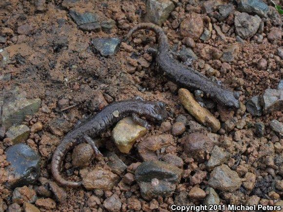 Shasta Salamander (Hydromantes shastae)