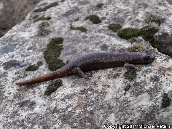 Shasta Salamander (Hydromantes shastae)