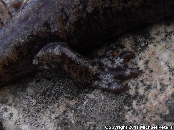 Shasta Salamander (Hydromantes shastae)