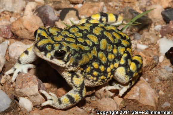 Sonoran Green Toad (Anaxyrus retiformis)