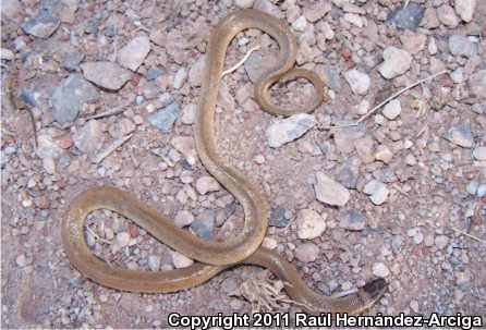 Chihuahuan Black-headed Snake (Tantilla wilcoxi)