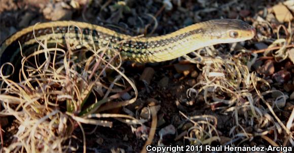 Baird's Patch-nosed Snake (Salvadora bairdi)