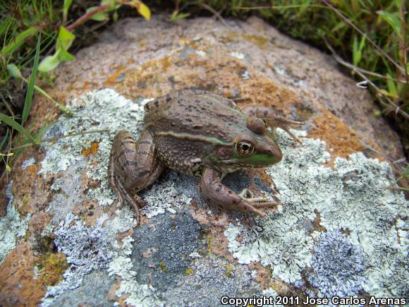 Montezuma Leopard Frog (Lithobates montezumae)