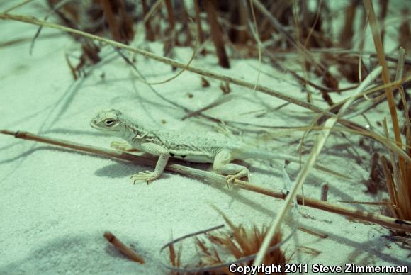 Bleached Earless Lizard (Holbrookia maculata ruthveni)