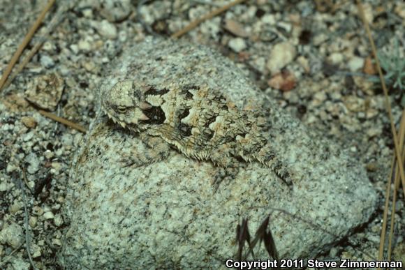 Blainville's Horned Lizard (Phrynosoma blainvillii)