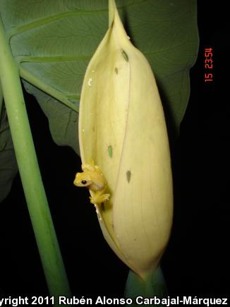 Dwarf Mexican Treefrog (Tlalocohyla smithi)