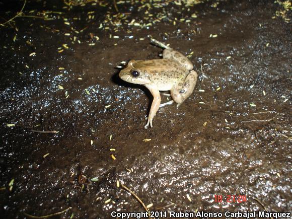 Sabinal Frog (Leptodactylus melanonotus)