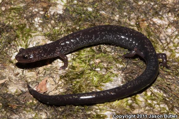 Southern Ravine Salamander (Plethodon richmondi)