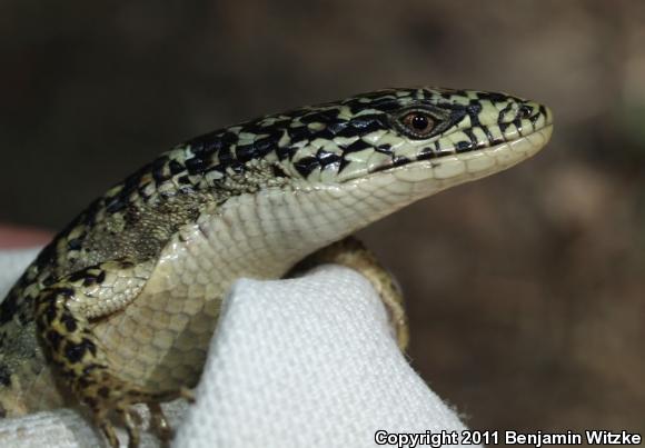 Shasta Alligator Lizard (Elgaria coerulea shastensis)