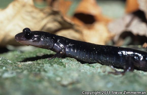 Southern Gray-cheeked Salamander (Plethodon metcalfi)