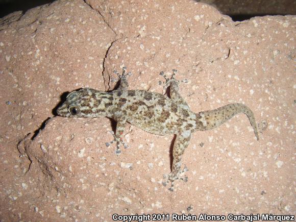 Coronados Island Leaf-toed Gecko (Phyllodactylus nocticolus coronatus)