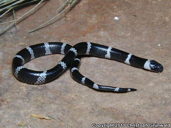 Dugès's Earth Snake (Geophis dugesii dugesii)