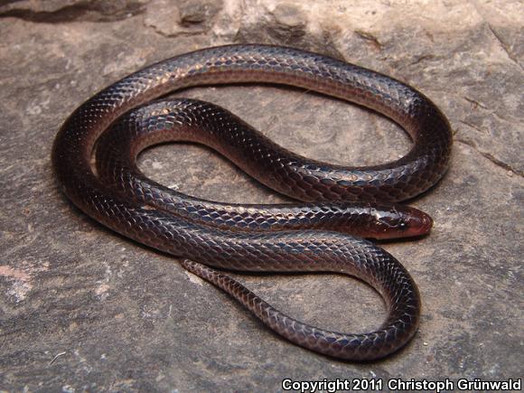 Peter's Earth Snake (Geophis petersii)