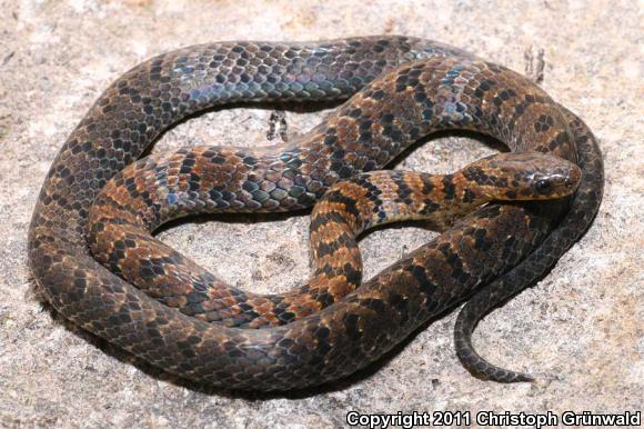 Black-banded Earth Snake (Geophis nigrocinctus)