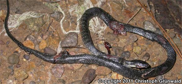 Dugès's Earth Snake (Geophis dugesii)