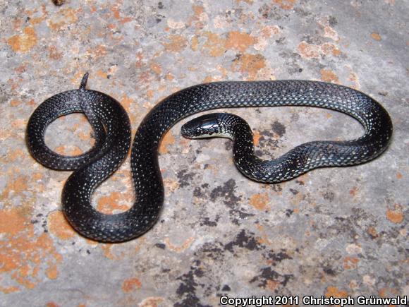 Mexican Plateau Earth Snake (Geophis bicolor)