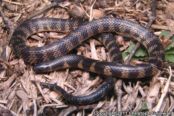Potosi Earth Snake (Geophis latifrontalis)